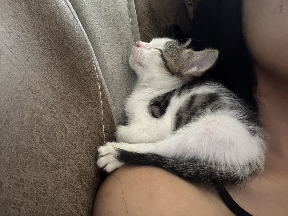 Котик бесплатно девочка