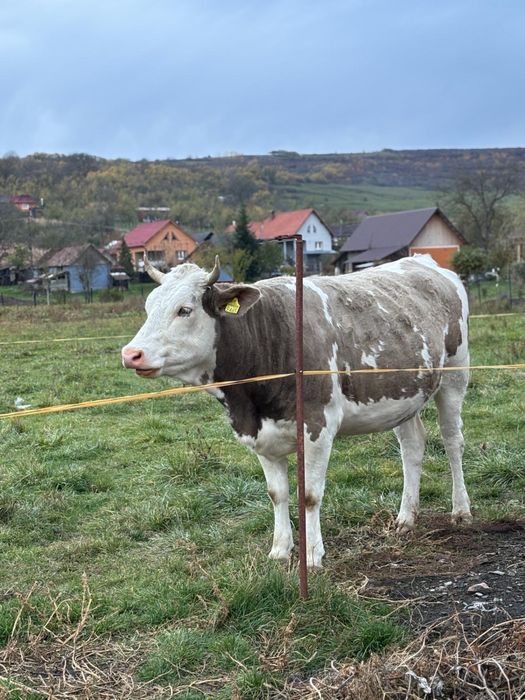 Vand juninca la prima fatare