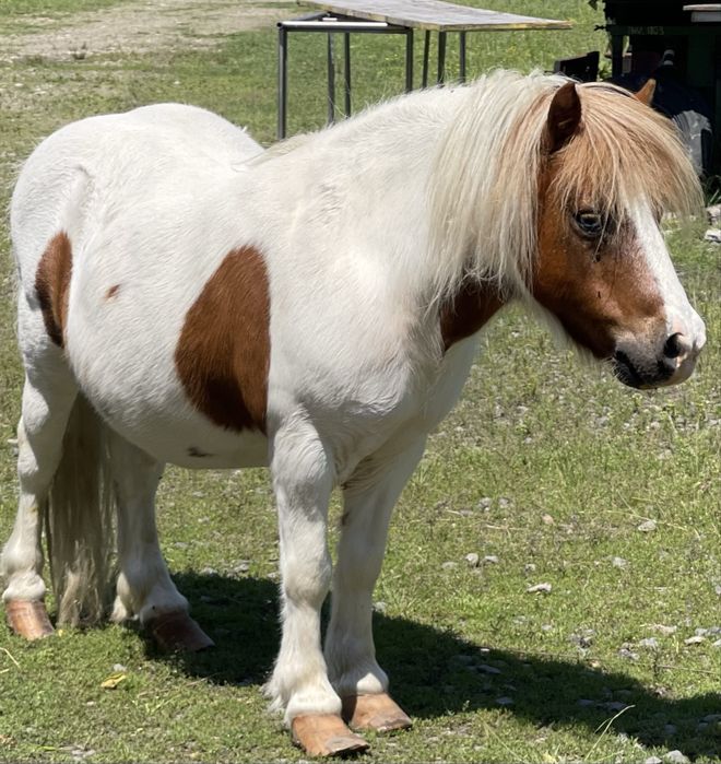 Ponei  foarte blând