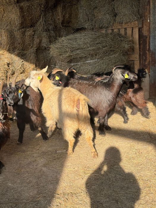 Ешкі сатылады Оралдыкы