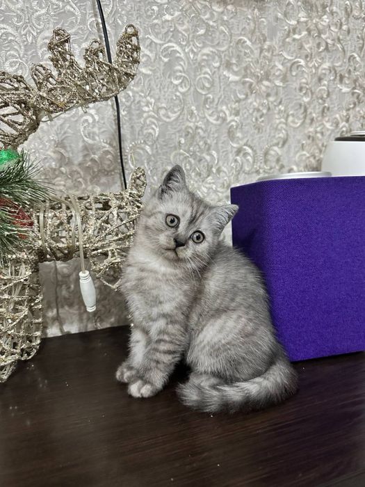 Шатланские вислоухие