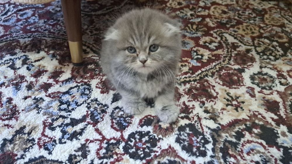 Скотш фолд & Скотш страйт