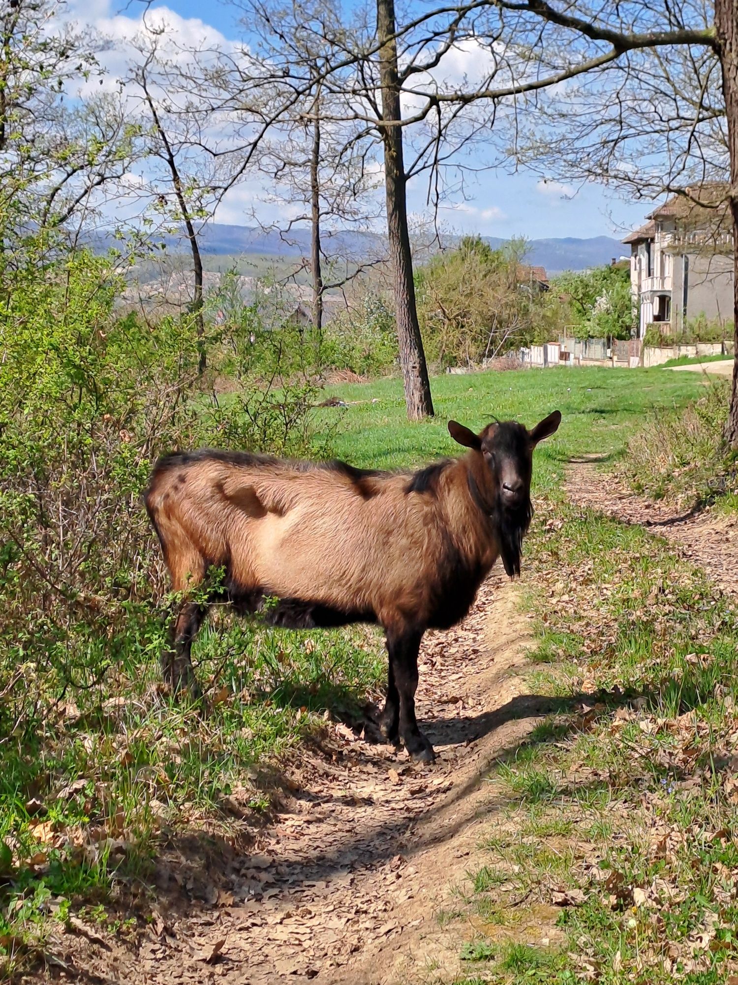 Vând țap Alpin Francez