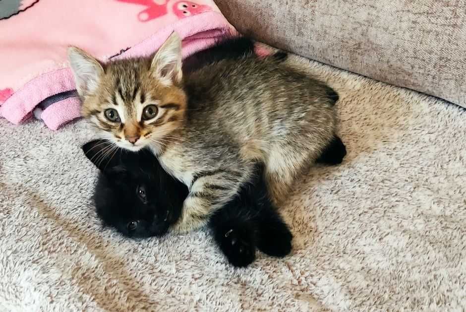 Домашние котята, 2.5 мес.