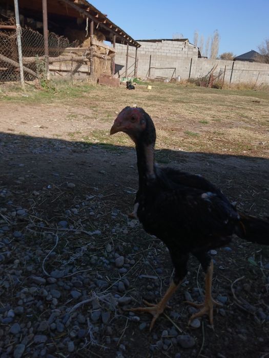 Бойцовыи сатылады