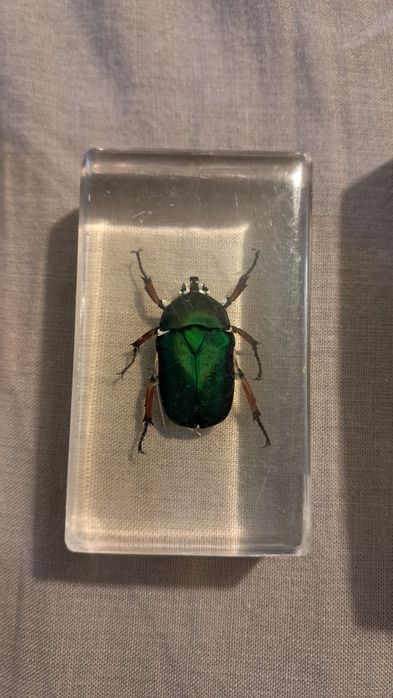 Насекоми в пластмасова призма