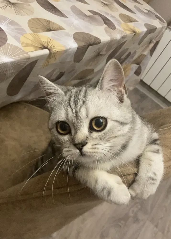 Кошка 2.3 года даром