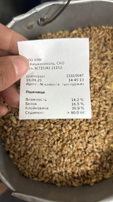 Пшеница, ячмень, лён обычный и золотистый