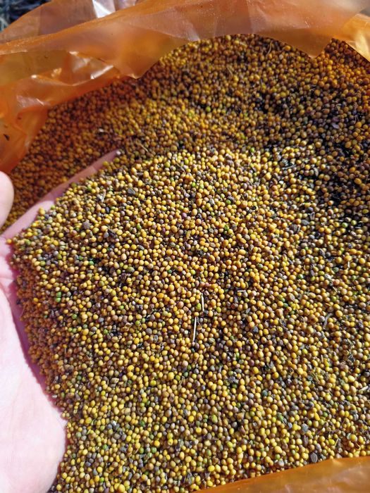 Продам семена желтой горчицы оптом от 5 тонн