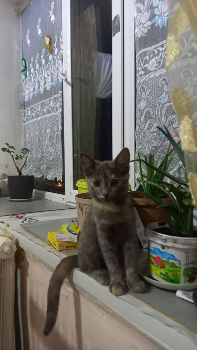 Отдам котенка бесплатно