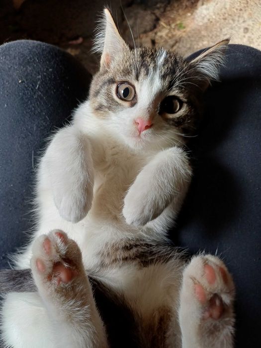 Котята ищут любящих и ответственных котородителей