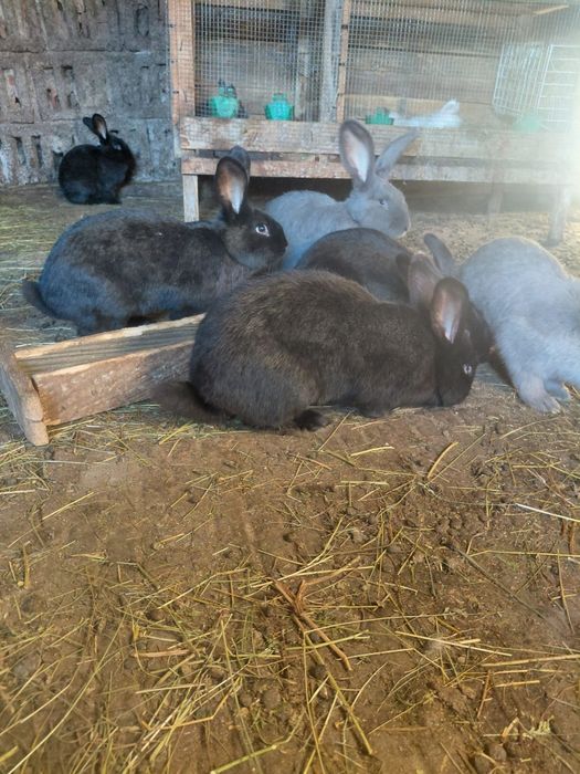 Masculi fluture german 4 luni