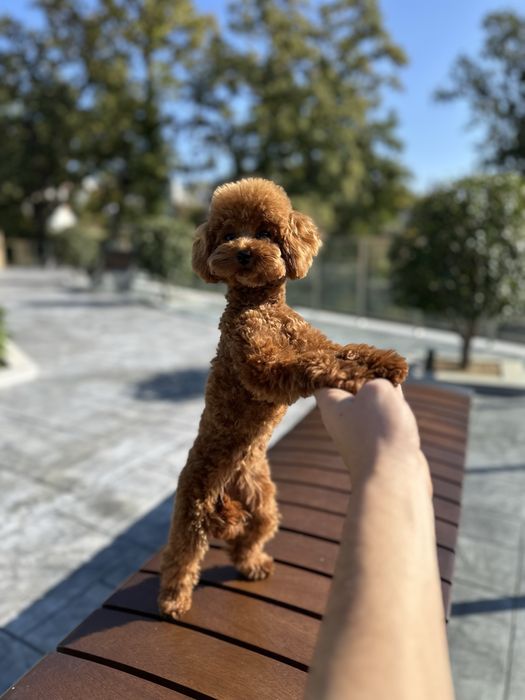 Пудел Той/Poodle Toy