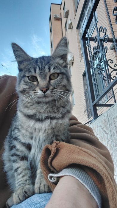Кошка,кот ,катенок