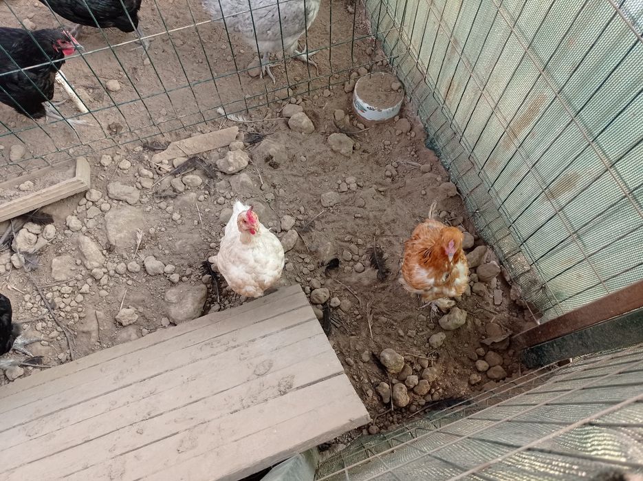 Продаются домашнии курицы/Товук