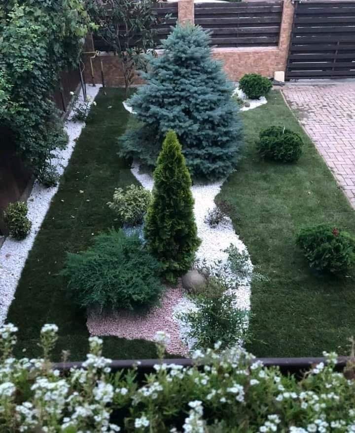 Vând plante ornamentale tuia smarald leylandi pompon spirală