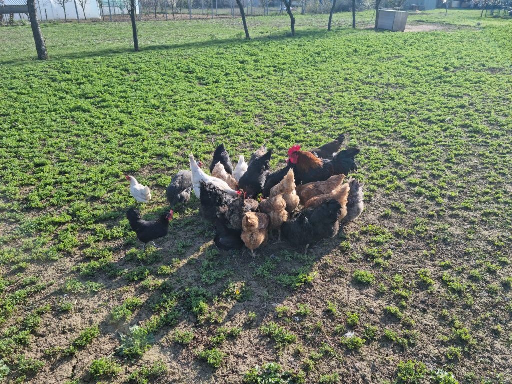 Ouă de casă (oua proaspete de la găini de casă)