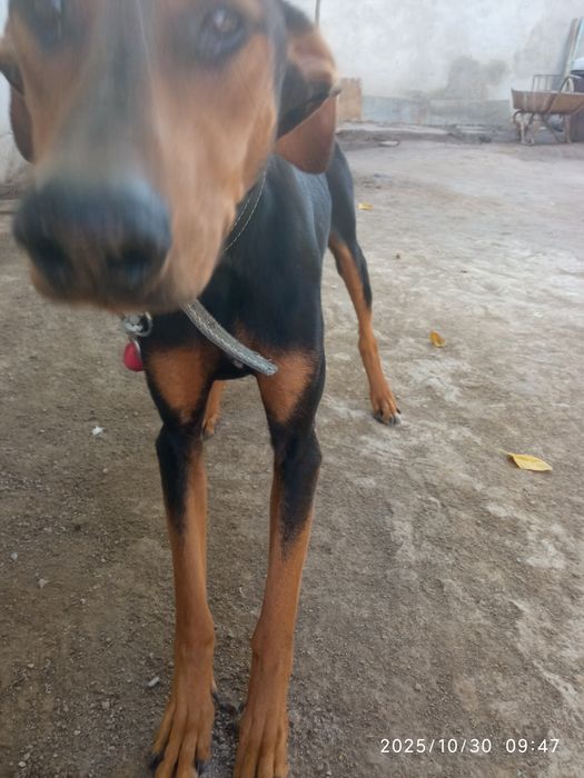 Продается собака доберман