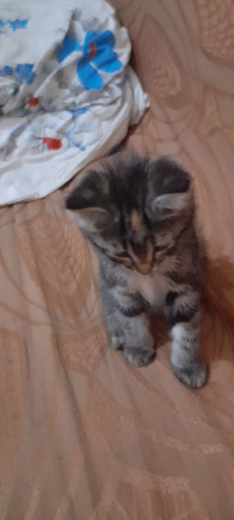 Отдам котёнка добрым  любящим животных. Людям.котенок  приуен к лотку