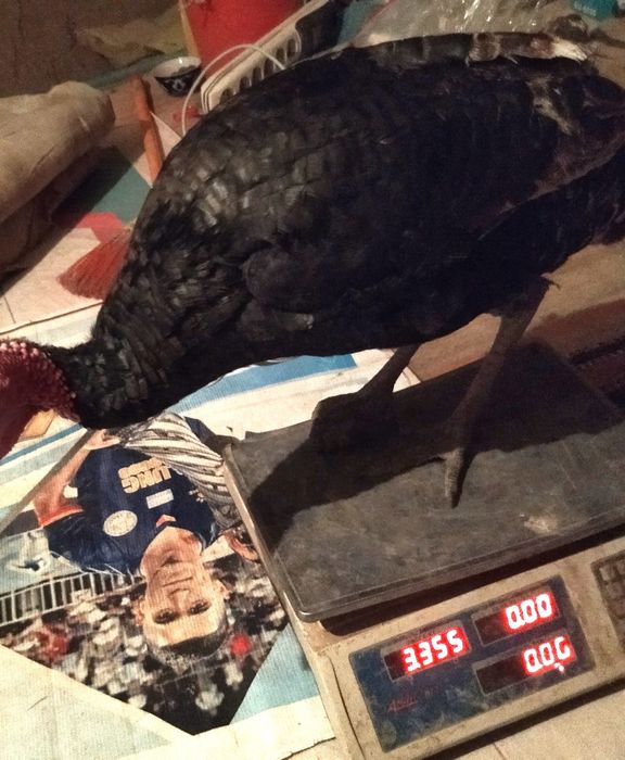 Қашқадарё вулояат қамаши туман хазирати Лангар ота қишлоғидан м