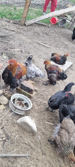 Vând cocosi brahma potarnichiu si citiți descrierea