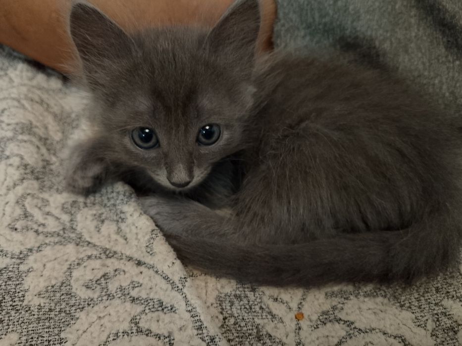 Котята ищут дом!!