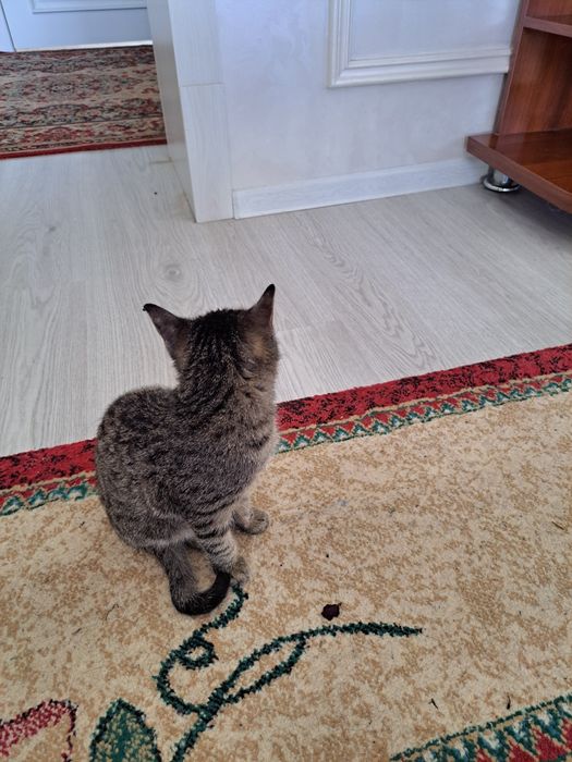 Mushuk bolalari ogil bola