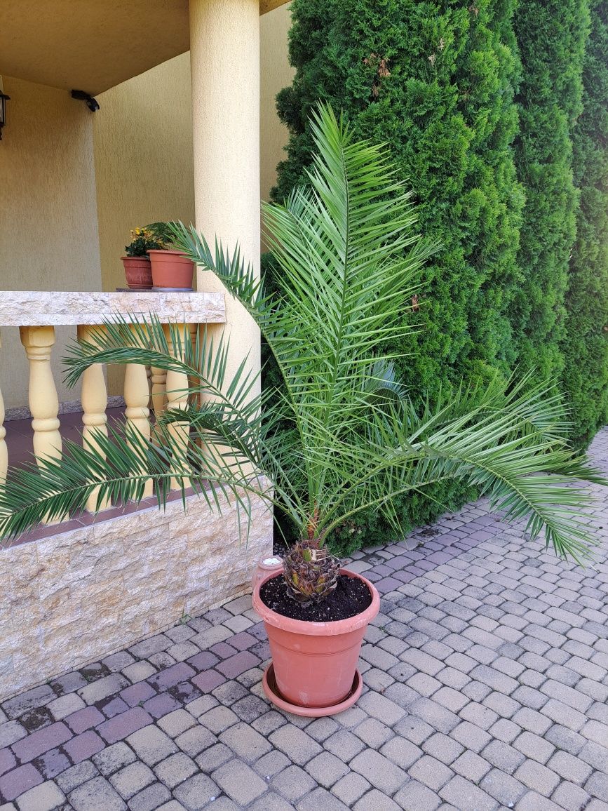 Plante deosebit de frumoase