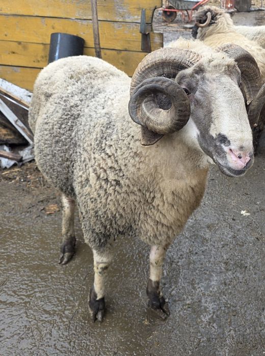 Berbec carabas de vânzare