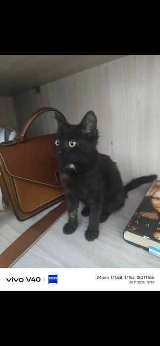 Котенок в хорошие руки