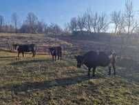 Vând Black Angus: 2 vaci+vițel mare in comuna Cornu Luncii