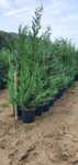 Leylandii gard viu / tuia smaragd-columnaris gard viu. Mesteacăn alb