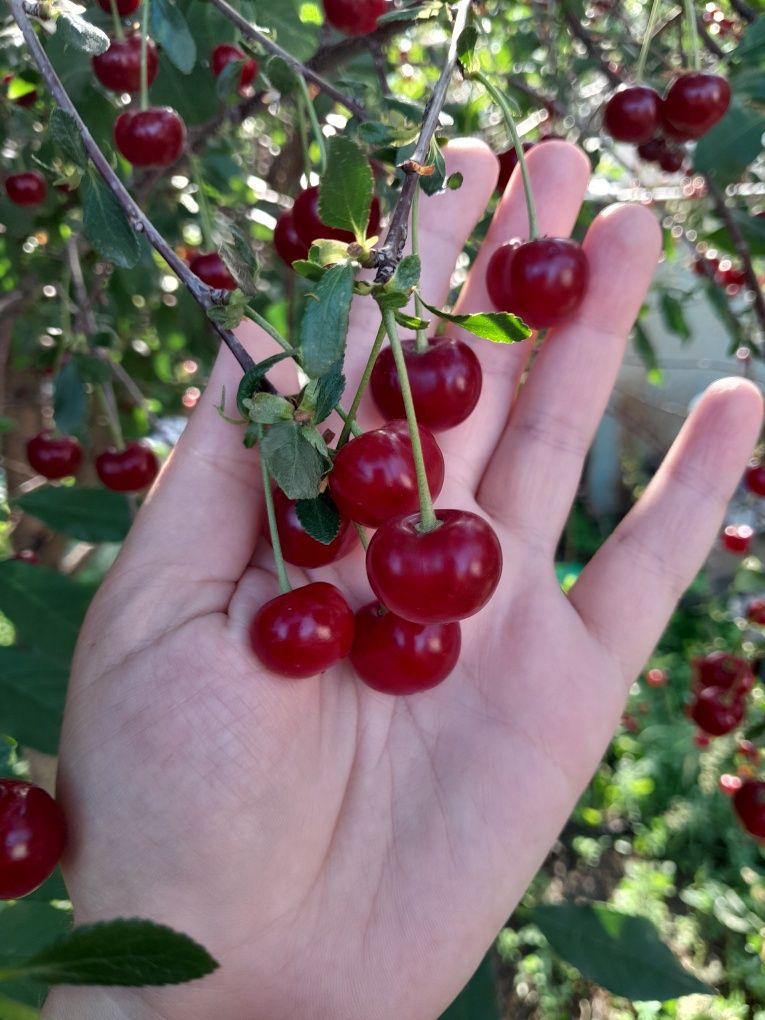 Продам вишню дачную