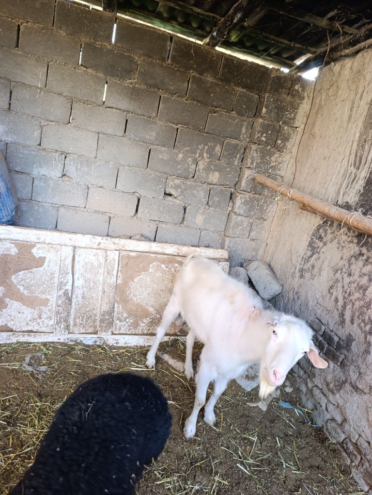 Echki taka sotiladi zitgaham buladi rasiski