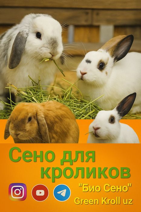 Сено для морских свинка