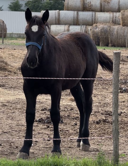 Manza Percheron varsta de 6 luni
