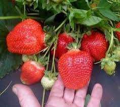 ВЕЛИКОЛЕПЕН Био Разсад Целогодишни Ягоди и Малини