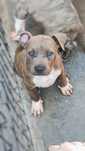 Mascul Amstaff cu pedigree