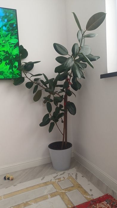 Цветы для дома и для офиса Фикус