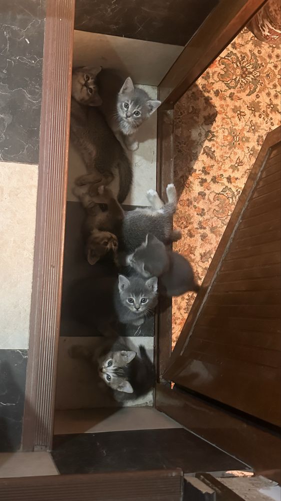 Котята скоттиш страйт