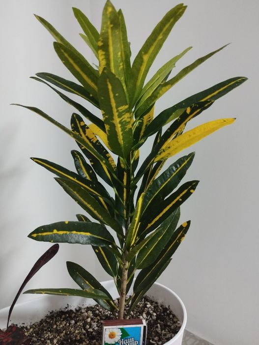 Кодиеум Санни стар или обмен