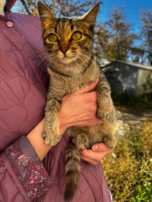 Подкинули котят и кошечку, замерзают на улице .