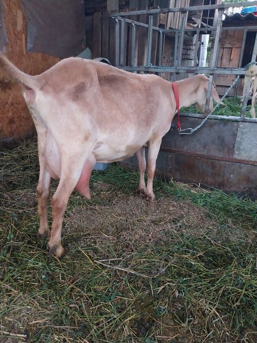 Vand Capre Anglonubian