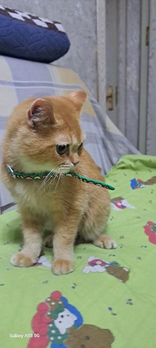 Мушук аккилли чройли