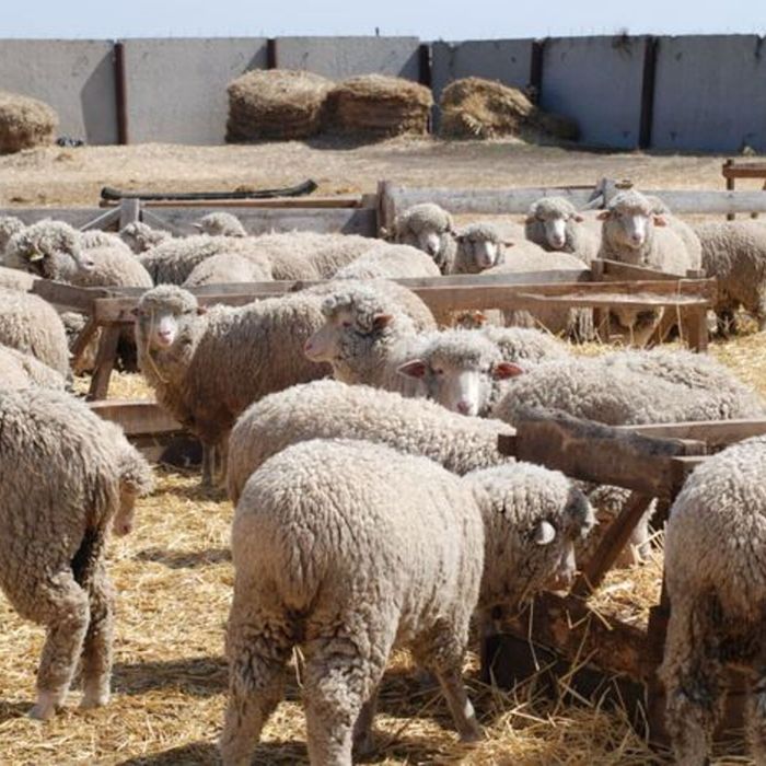 Тоқтылар сатылады