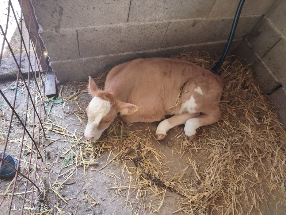 Vând vaca cu vițel