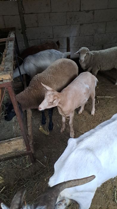 Schimb capre/iede cu oi