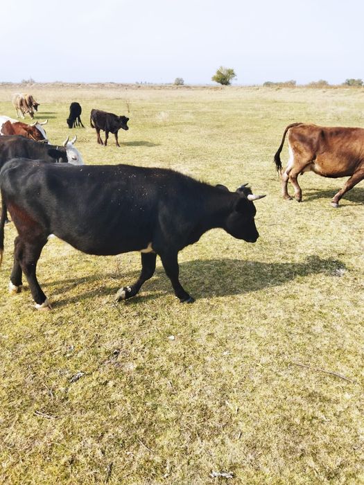 Продается корово