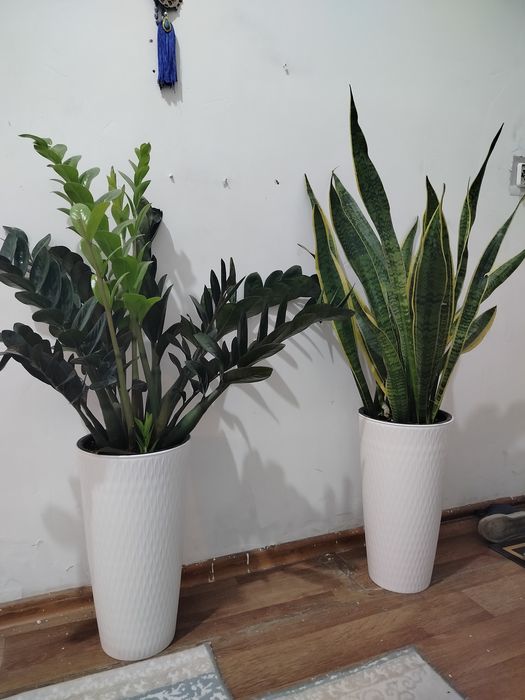 Цветы домашние..