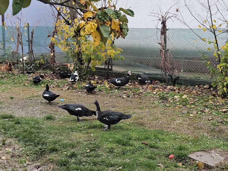 Rate lesesti de anul acesta